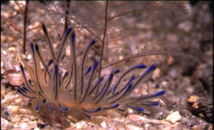 Flabellina spC